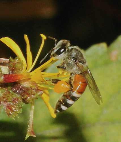 ecosystem/fauna/Red Dwarf Honeybee(Apis florea)