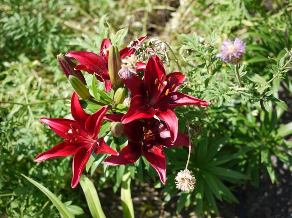 Red dwarf asian lily