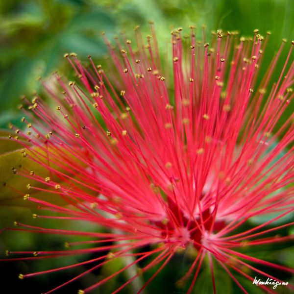 Red Dwarf Powder Puff Flower