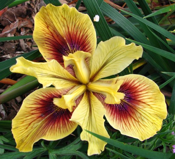 yellow-and-red dwarf iris