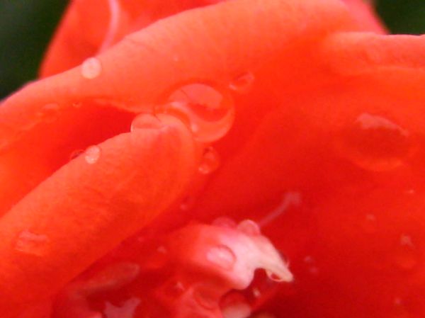 Red dwarf rose after the rain