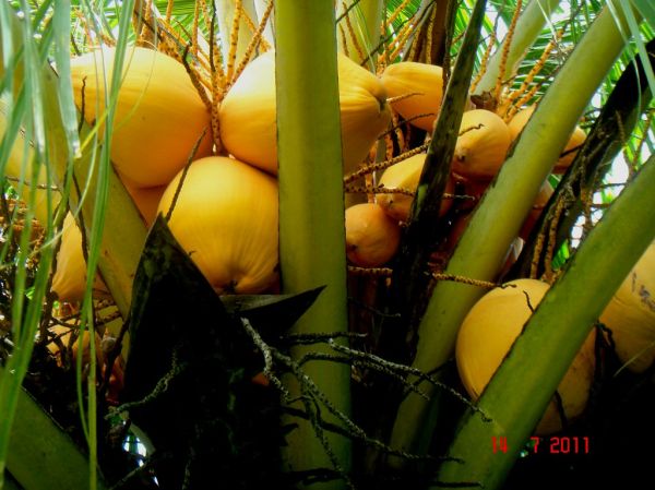 Cocos nucifera L. [Malayan Red Dwarf]