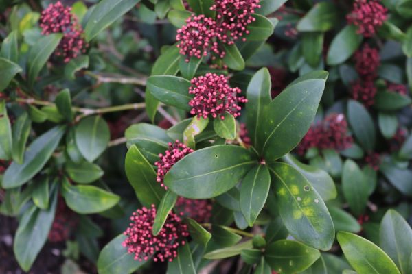 Skimmia japonica Red Dwarf