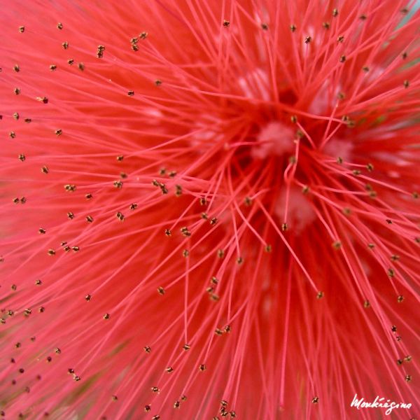 Red Dwarf Powder Puff flower - Calliandra