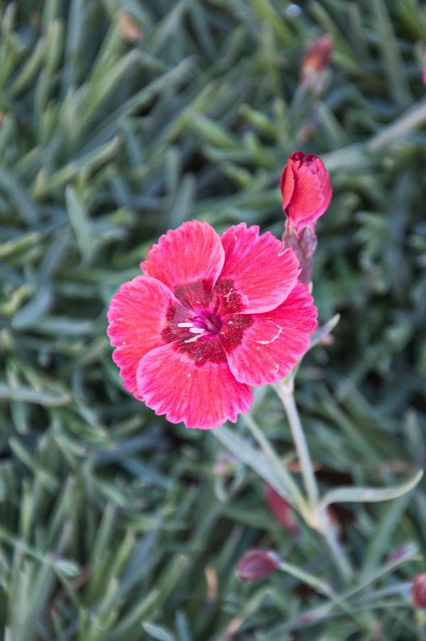Dianthus Red Dwarf