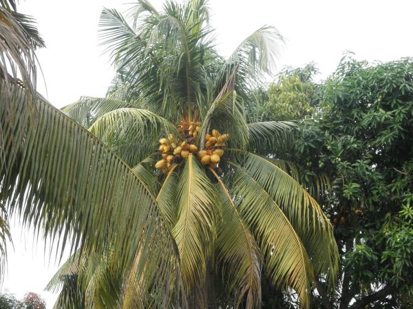 Typical Malayan Red Dwarf Coconut Tree @ Malaysia