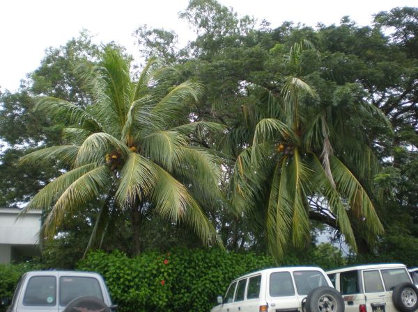 Two Different Malayan Red Dwarf Coconut Trees