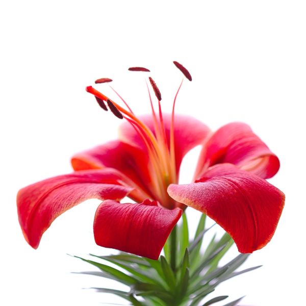 Lilium ‘Red Dwarf’