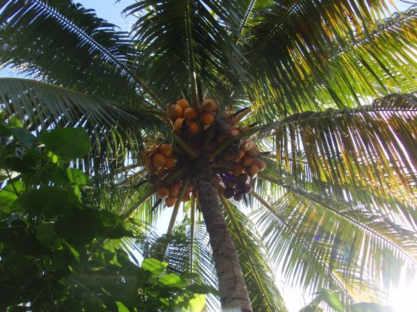 Under A Healthy Malayan Red Dwarf Coconut Tree!