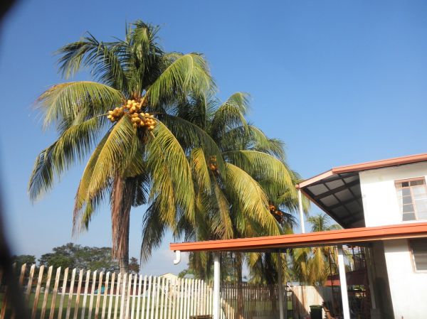 Malayan Red Dwarf Coconut Trees In Malaysia