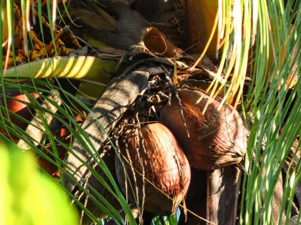 Vivipary in Malayan Red Dwarf (MRD) Coconut