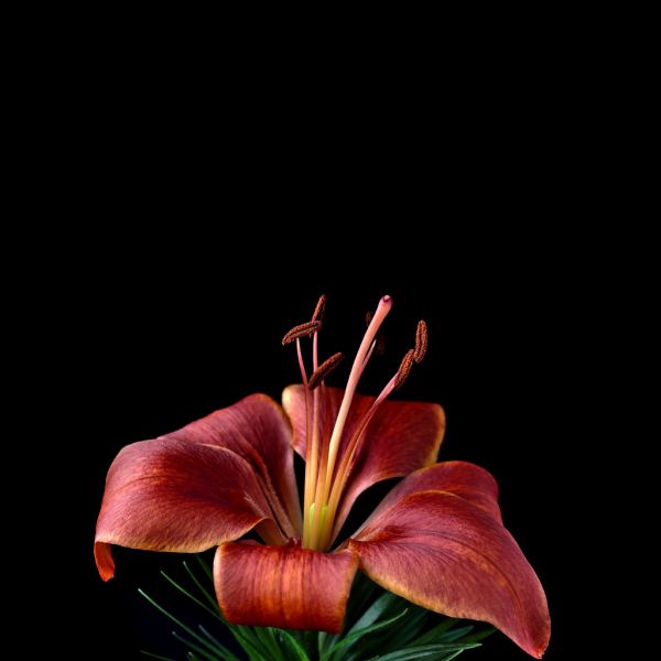 Lilium ‘Red Dwarf’