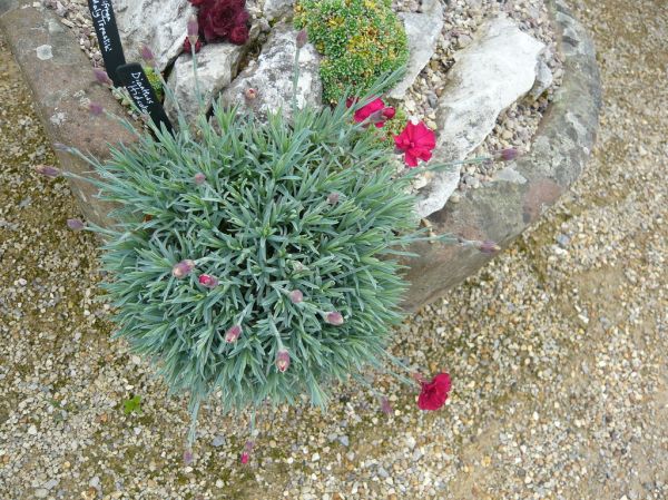 Harlow Carr Dianthus Red Dwarf