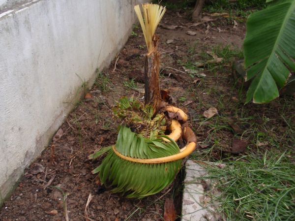 Chronic Boron Deficiency In A Young Malayan Red Dwarf Coconut Tree