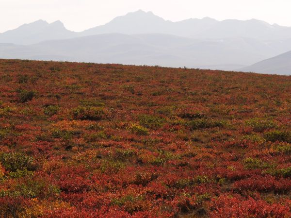 Red dwarf birch in Tundra