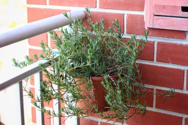 'Red' Dwarf Pigface, Having a Combover