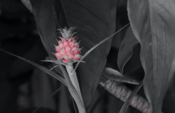Black and White and Red - Dwarf Pineapple