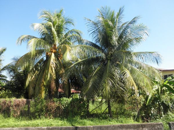 Malayan Red Dwarf vs. Malayan Green Dwarf Coconut Trees