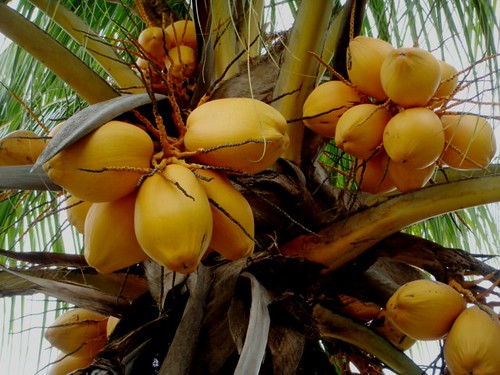 Cocos nucifera L. [Malayan Red Dwarf]