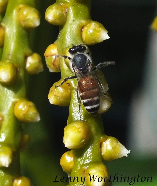 Apis florea (Fabricius, 1787) Red Dwarf Honeybee