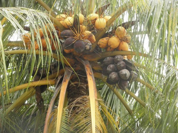 Malayan Red Dwarf Coconuts In Malaysia