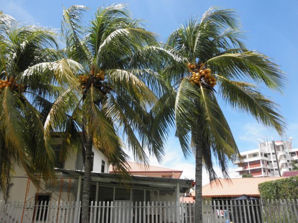 Malayan Red Dwarf Coconuts In Likas, Kota Kinabalu