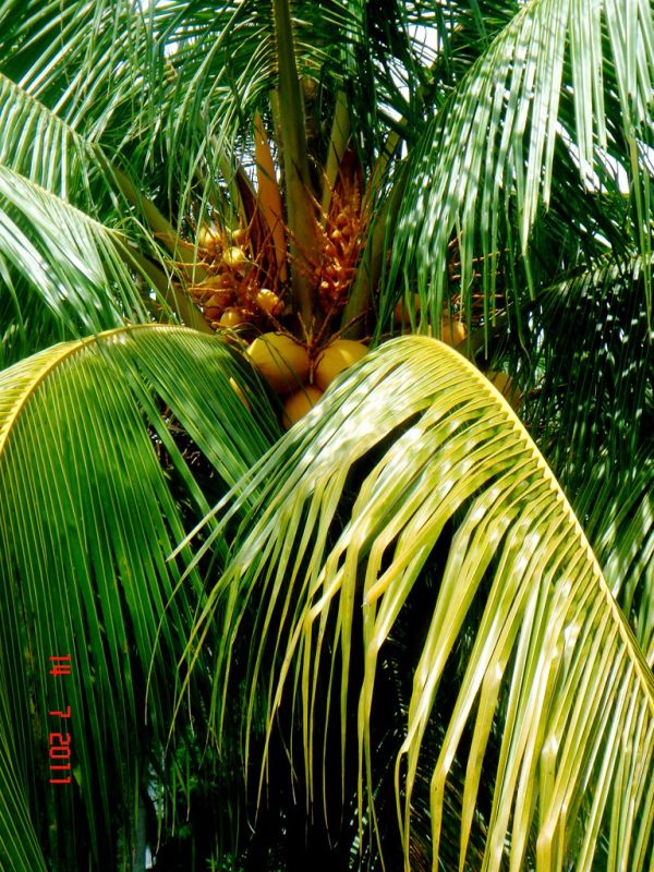 Cocos nucifera L. [Malayan Red Dwarf]