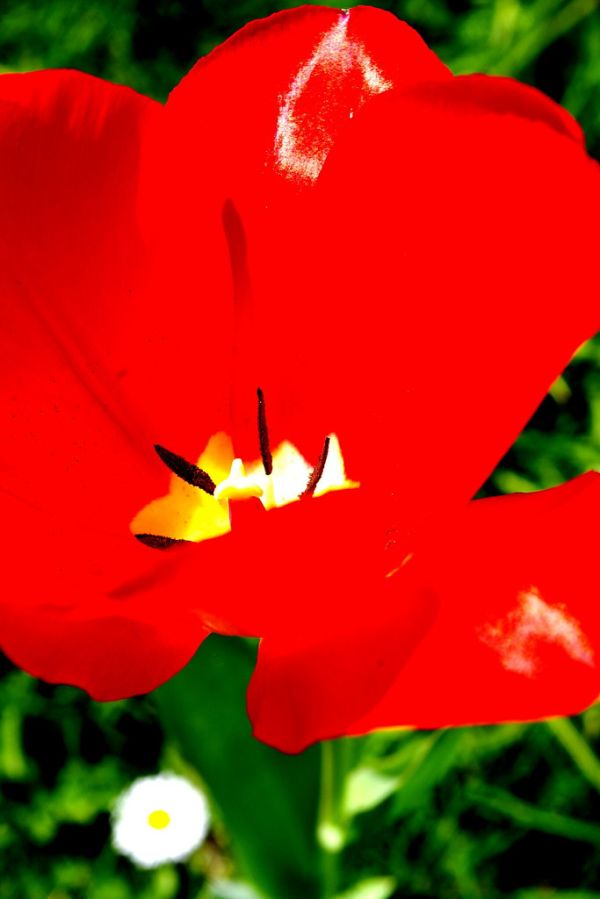 solitary red dwarfs daisy