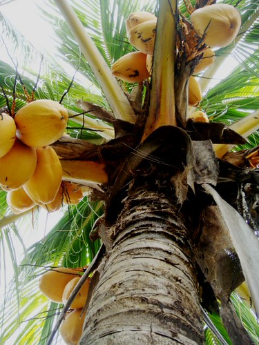 Cocos nucifera L. [Malayan Red Dwarf]