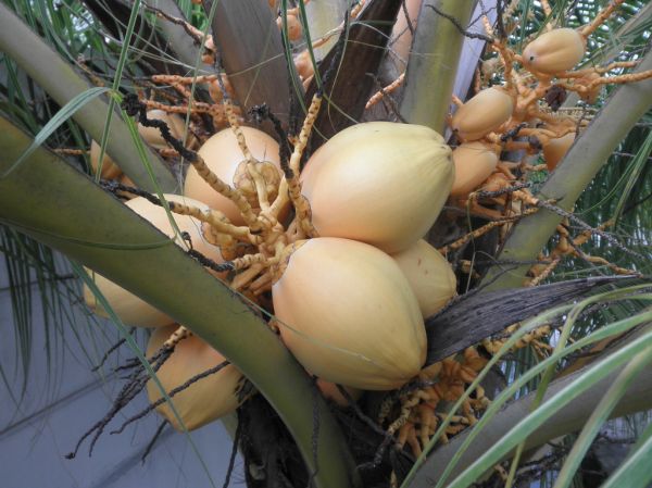 Young Malayan Red Dwarf Coconuts In Malaysia