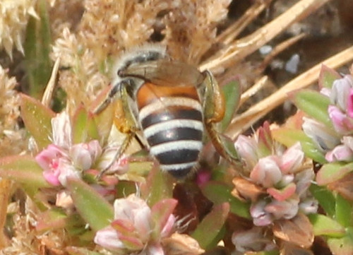ecosystem/fauna/Red Dwarf Honeybee(Apis florea)