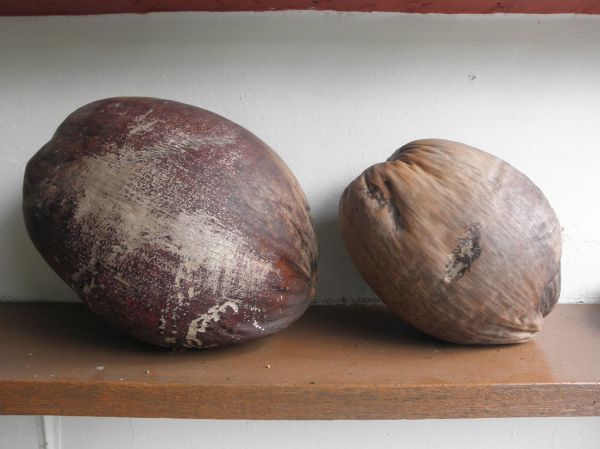 Comparing Coconuts - Malayan Tall & Malayan Red Dwarf