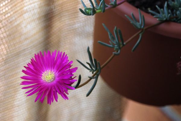 Dark Pink (Usually Red) Dwarf Pig Face