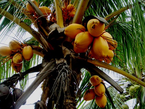 Cocos nucifera L. [Malayan Red Dwarf]