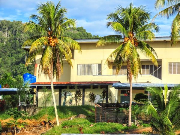 Malayan Red Dwarf (MRD) Coconut Trees